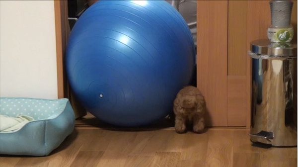 バランスボール