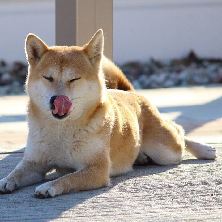 柴のサクラちゃん