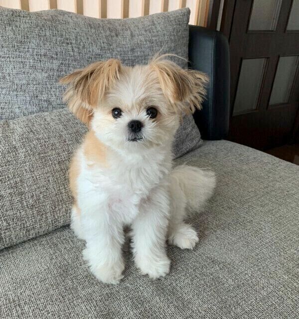 見つめるぽん酢ちゃん