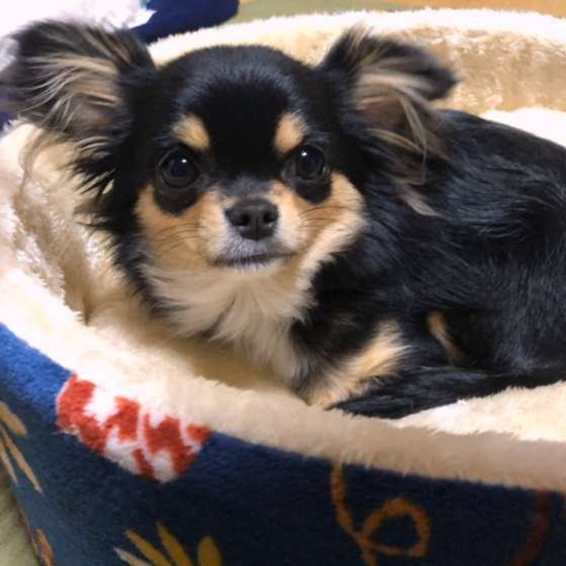 ぐっすり眠ってほしいから 犬の寝床の 正解 と 誤解 いぬのきもちweb Magazine ぐっすり眠ってほしいから 犬の寝床の 正解 と 誤解 いぬのきもちweb Magazine