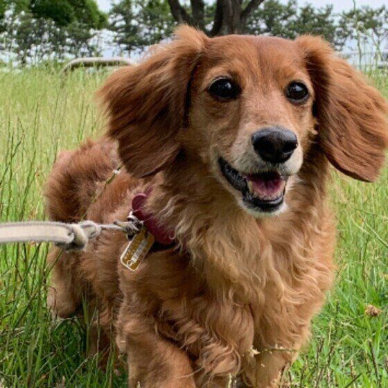 シニア犬が夏を乗り切るための注意点 いぬのきもち
