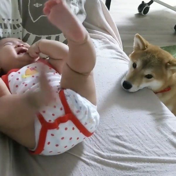 赤ちゃんと柴犬
