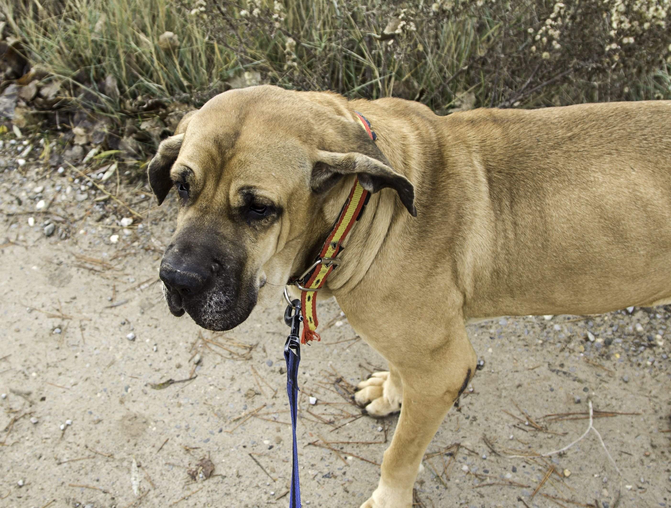 ブラジリアン・ガード・ドッグ