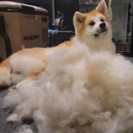 犬の換毛期がやってきた！ 犬の換毛期や抜け毛対策にまつわるQ&A いぬのきもち