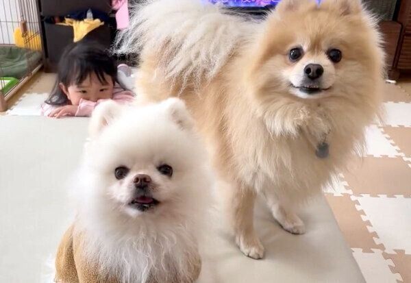 喜びを爆発させるにんじゃくん、しんくん