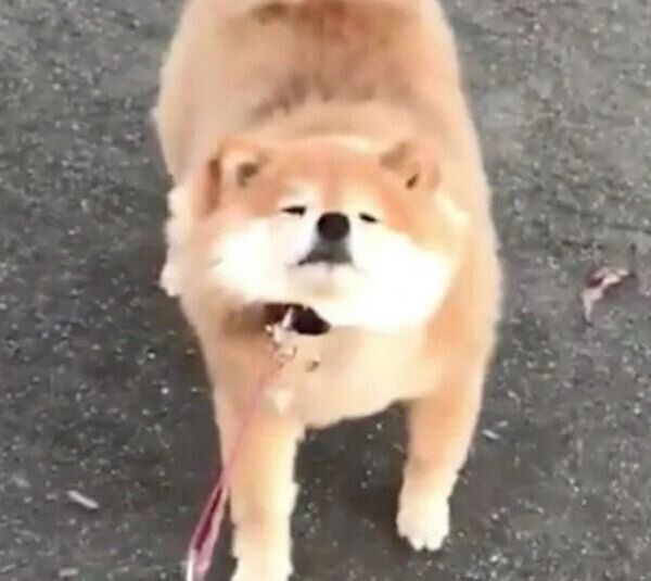 散歩中に駄々をこねるちよちゃん