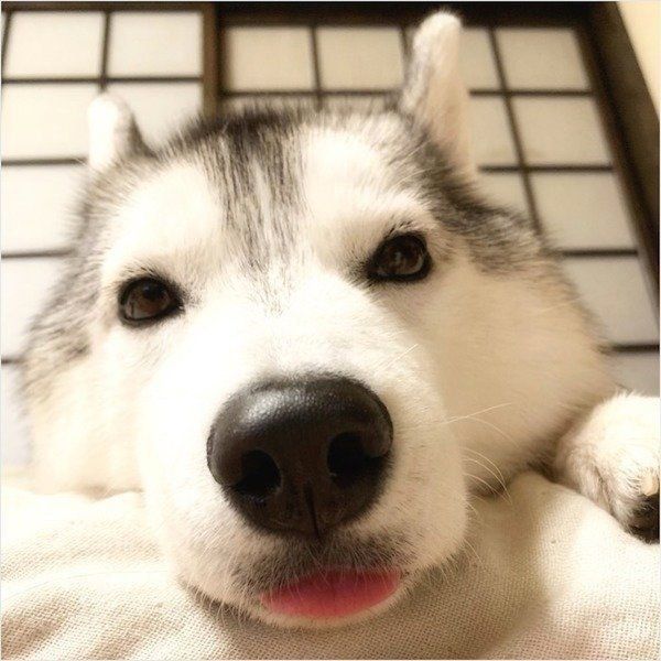 見つめるシベリアン・ハスキー