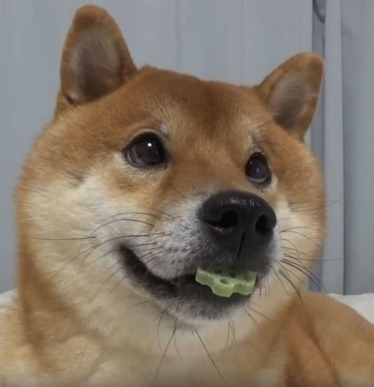 ボール持ってきて と言われたのに 柴犬の切ない表情のワケとは いぬのきもちweb Magazine ボール持ってきて と言われたのに 柴犬の切ない表情のワケとは いぬのきもちweb Magazine
