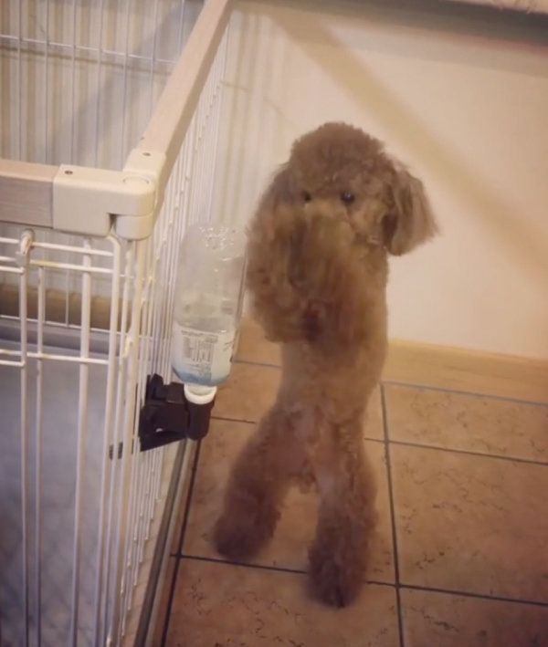 ボクシングをするトイ・プードル