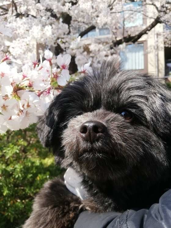 桜の木と犬