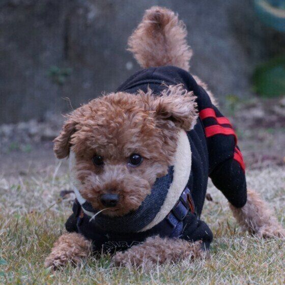 犬が体を「のび〜ん」と伸ばす理由とタイミングは？ 犬が体を伸ばす場面3選 いぬのきもち