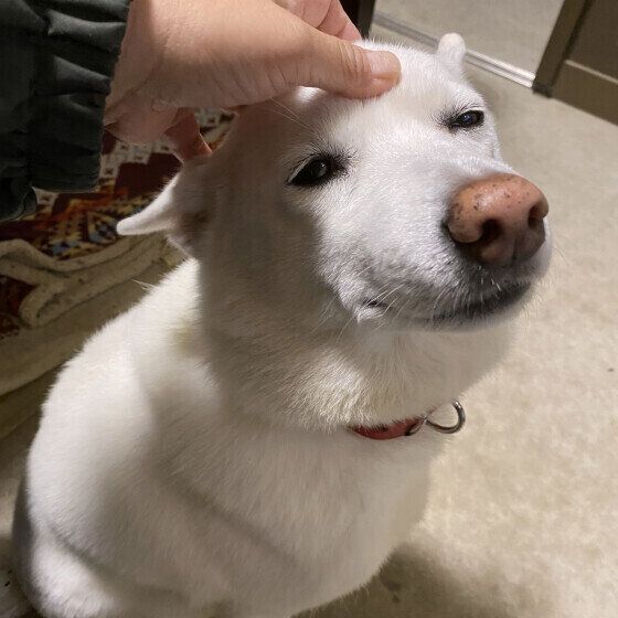 耳を寝かせる中型Mix犬