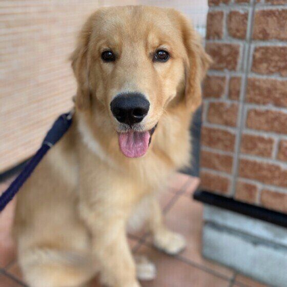 ゴールデン・レトリーバー