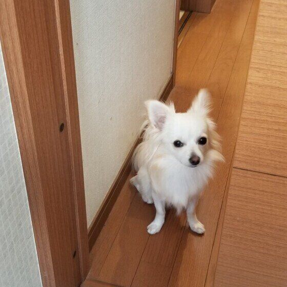 ママを待つモモちゃん