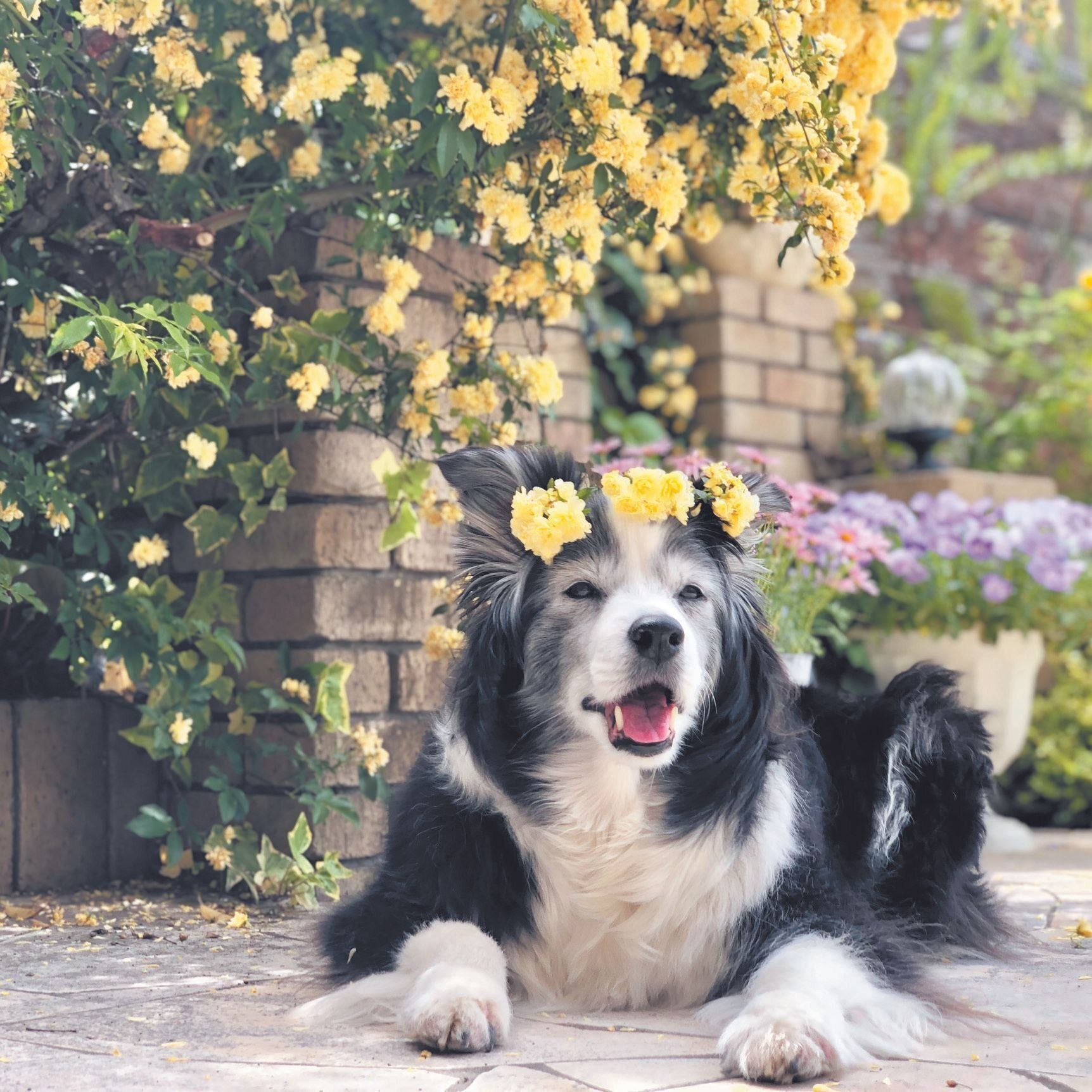 兵庫県・Mさんの愛犬ミントちゃん（メス・16才／ボーダー・コリー）