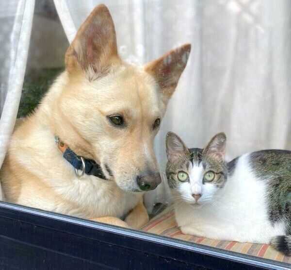 窓辺でまったりするくるりちゃん、ななちゃん