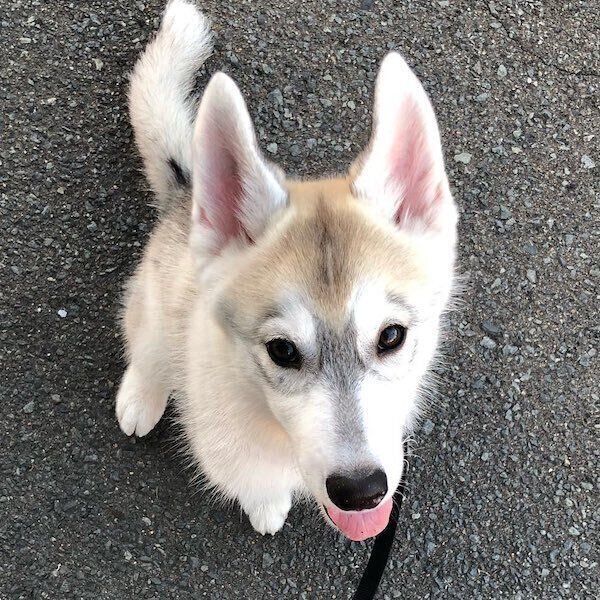 パピー時代のりくくん