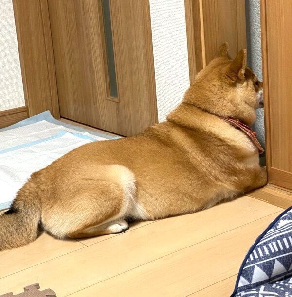 パパをシカトしてママの帰宅を待つはるちゃん