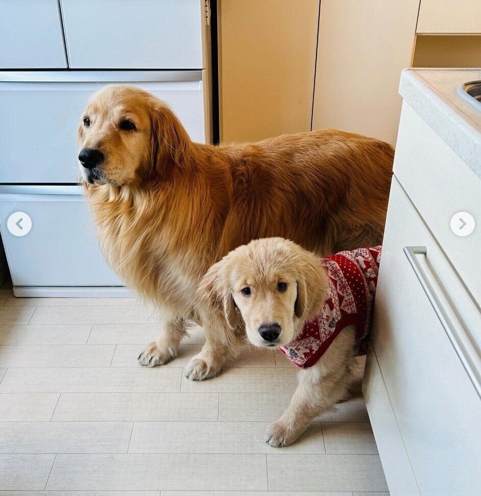 見つめるコメちゃん、イクラちゃん