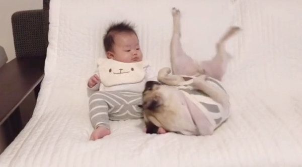 パグのおまめちゃんと弟くん