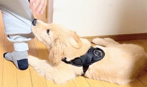 イタズラ中のポチタくん