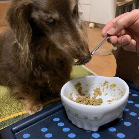 シニア犬の食事を見直すタイミングは？日々の観察でよりよいケアを いぬのきもち