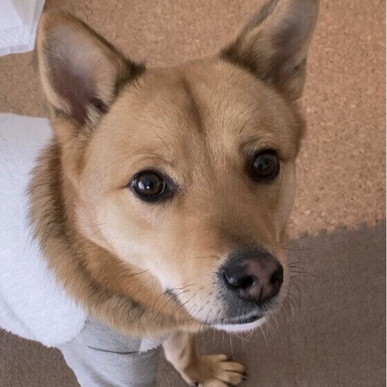 飼い主さんを見つめるMix犬