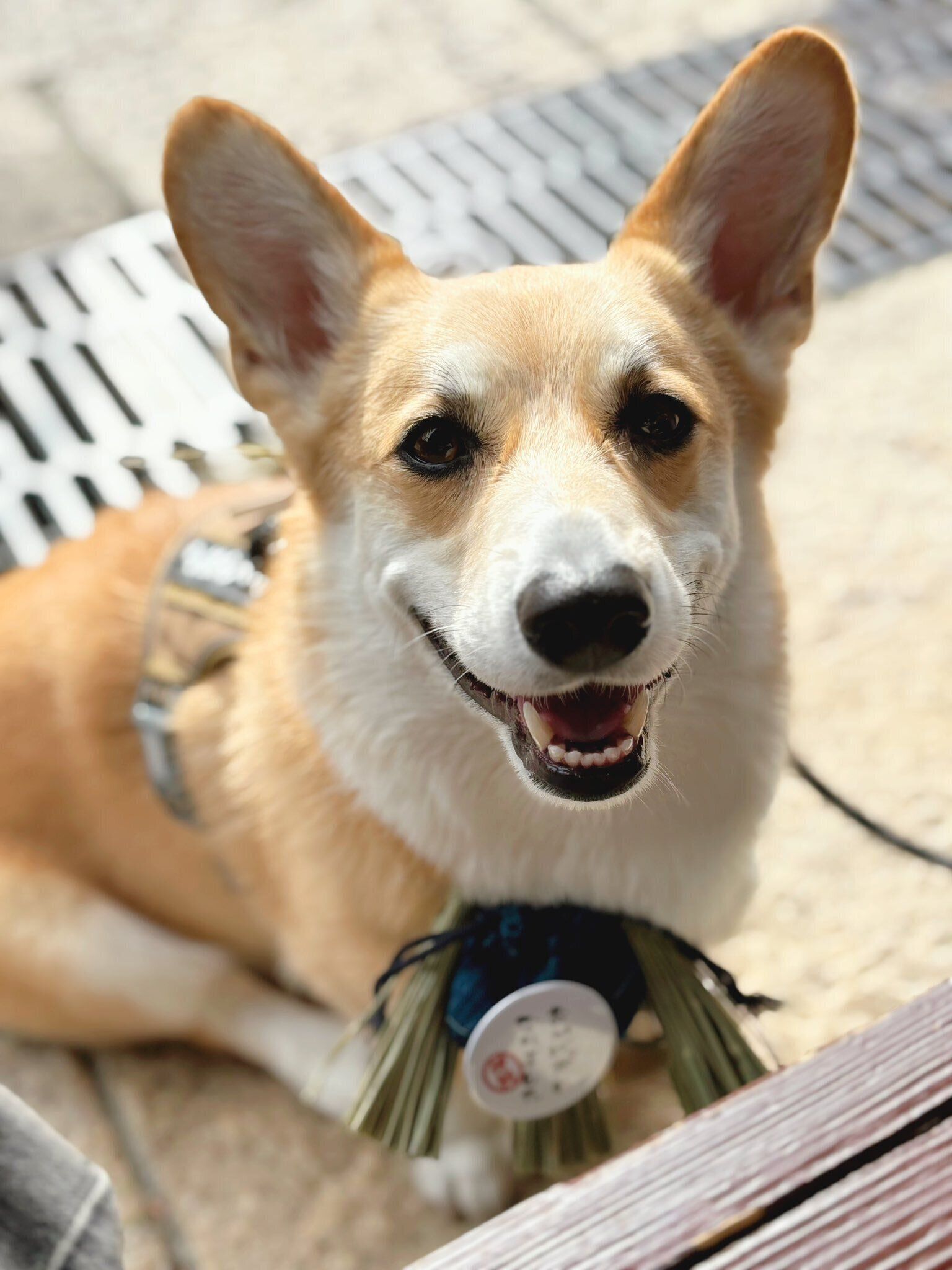 別の日　ニコニコ“笑顔”のはんぺんくん