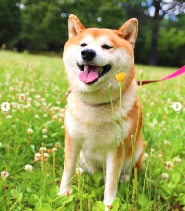 笑顔の茶々丸くん