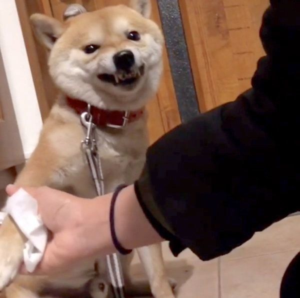 豆柴の豆千代くん