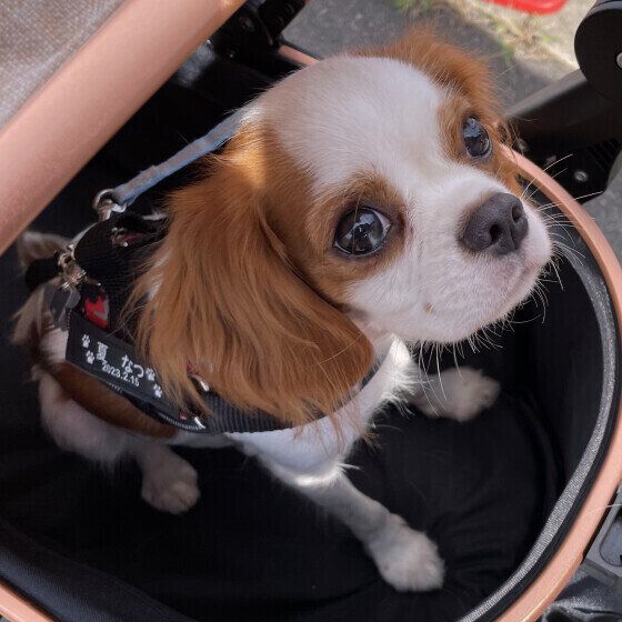 おねだりをするキャバリア・キング・チャールズ・スパニエル