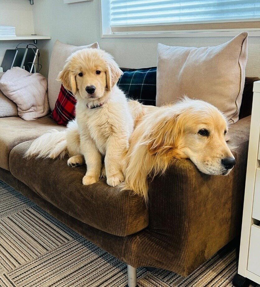 コメちゃんにくっつくイクラちゃん