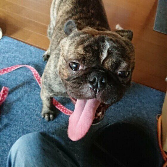 ヒコーキ耳になる犬