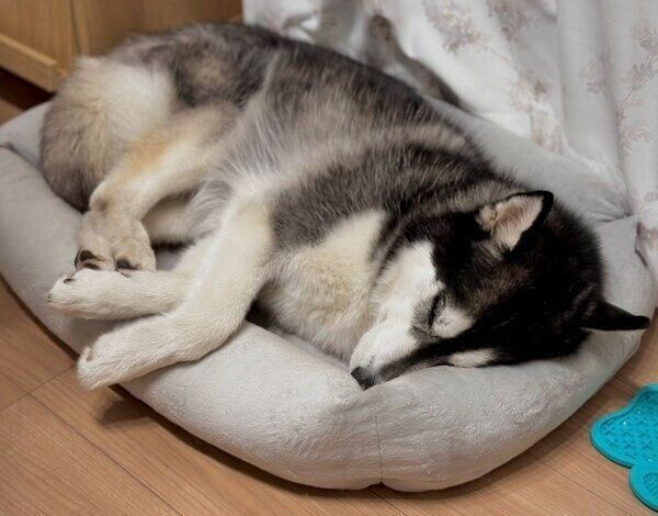 小さいベッドでスヤスヤ眠るスバルくん
