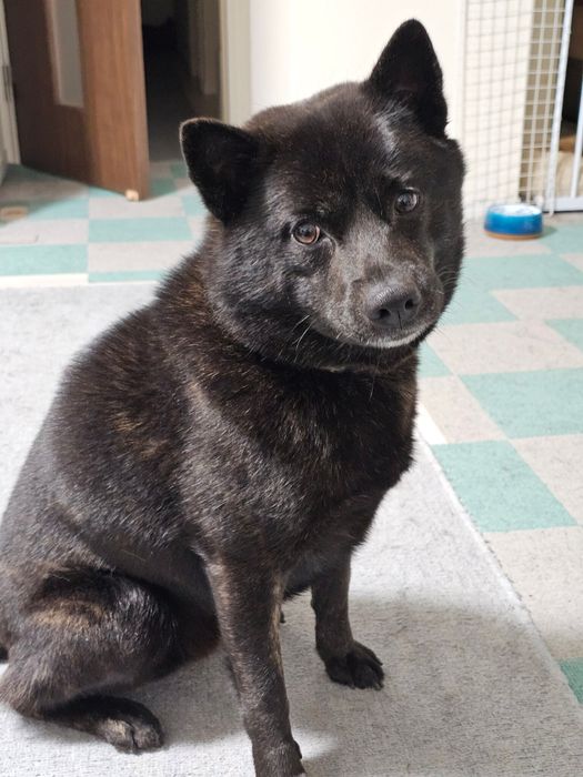 室内にいる甲斐犬