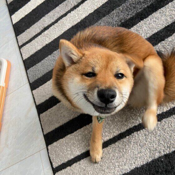 かゆい？ ストレス？ 犬が顔を掻く理由と対処法 いぬのきもち