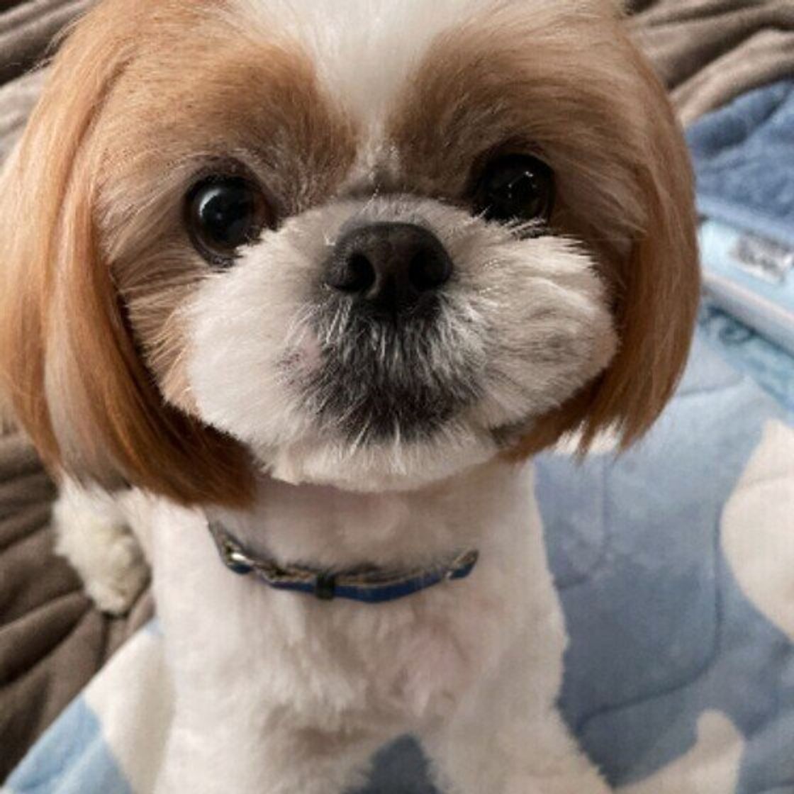 獣医師監修 犬にチーズを与えるときは注意が必要 与えるメリットとデメリットを解説 いぬのきもちweb Magazine 獣医師監修 犬にチーズを与えるときは注意が必要 与えるメリットとデメリットを解説 いぬのきもちweb Magazine