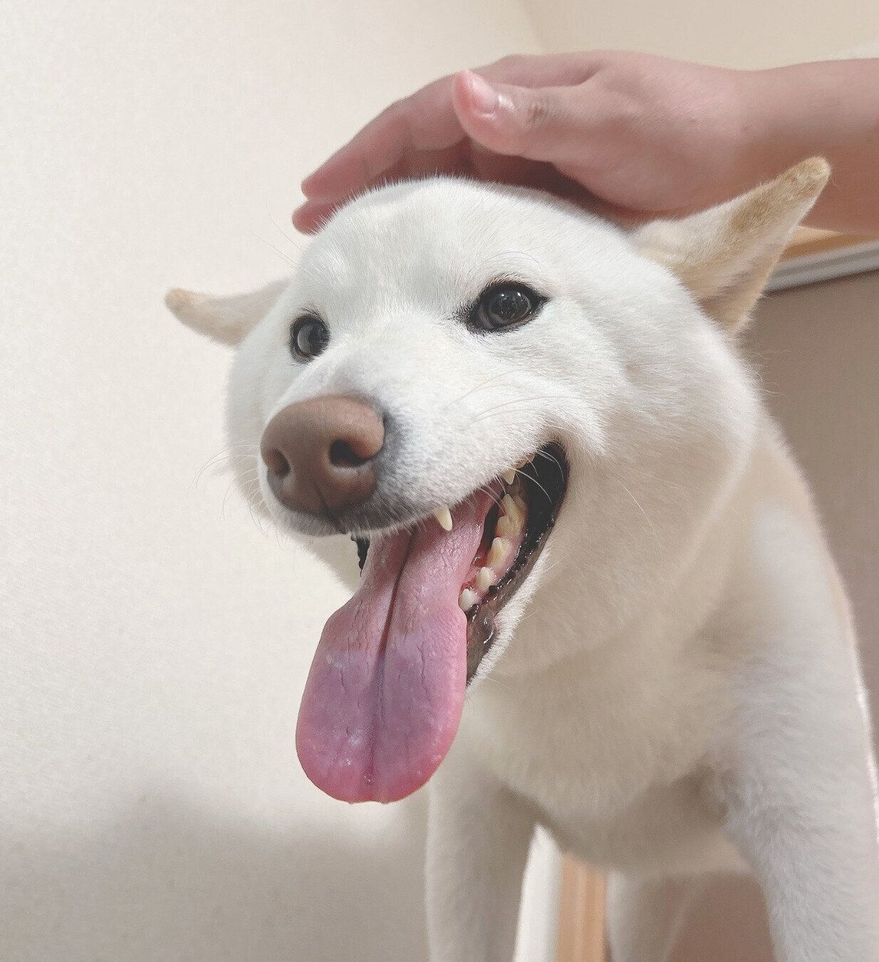 ナデナデしてもらうもち吉くん