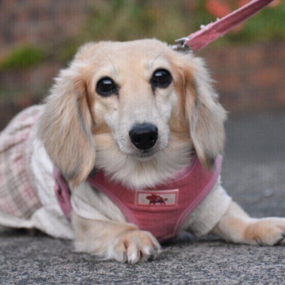 散歩するミニチュア・ダックスフンド