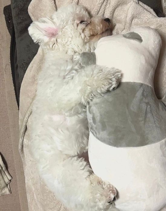 飼い主さんのクッションで眠るノワちゃん