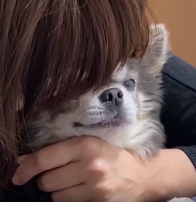 ハグされるチワワ