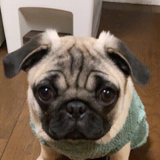 見つめるパグ