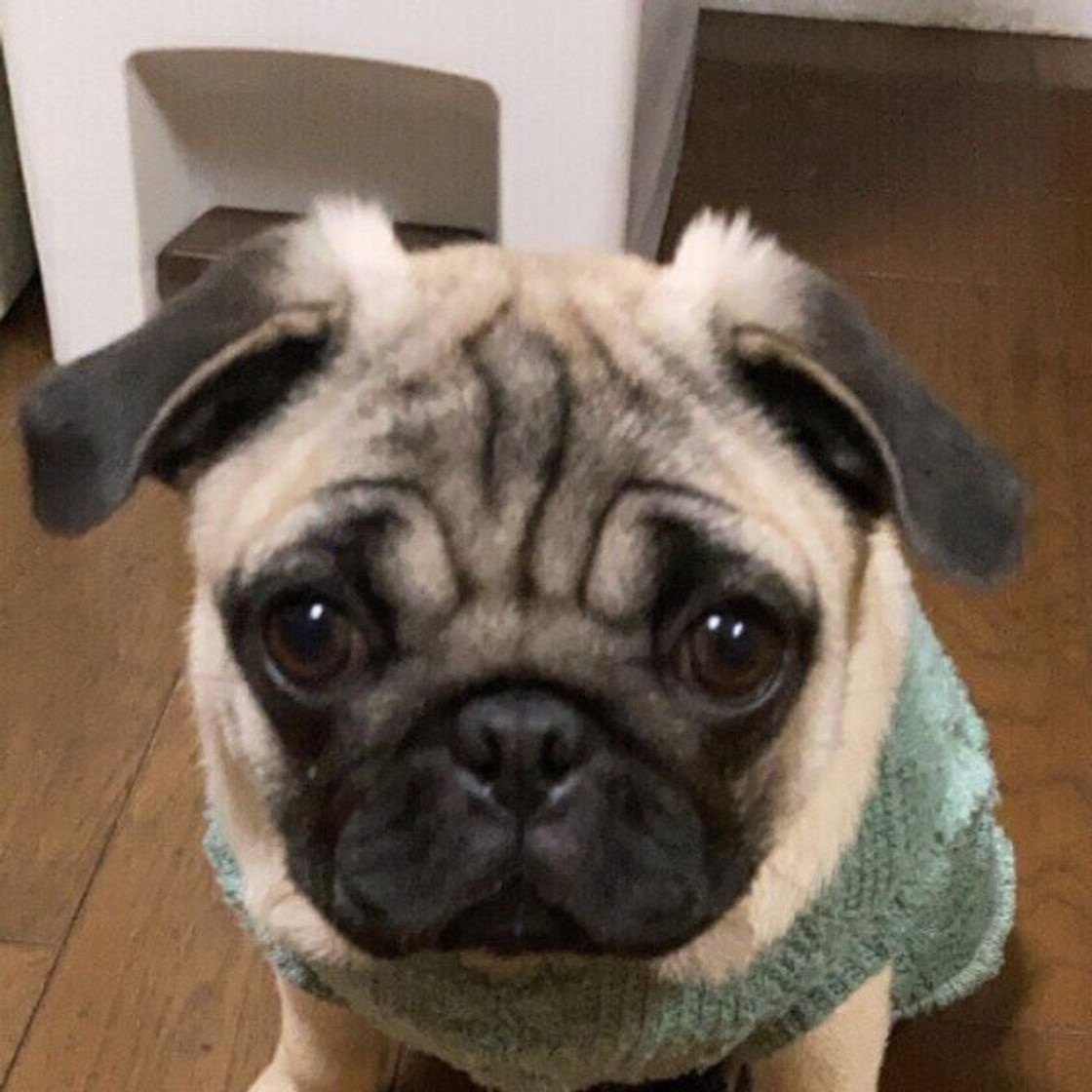 飼い主が 愛犬のニオイをよく嗅ぐ部位ランキング 第1位は 磯の香りがする などの回答も いぬのきもちweb Magazine 飼い主が 愛犬のニオイをよく嗅ぐ部位ランキング 第1位は 磯の香りがする などの回答も いぬのきもちweb Magazine