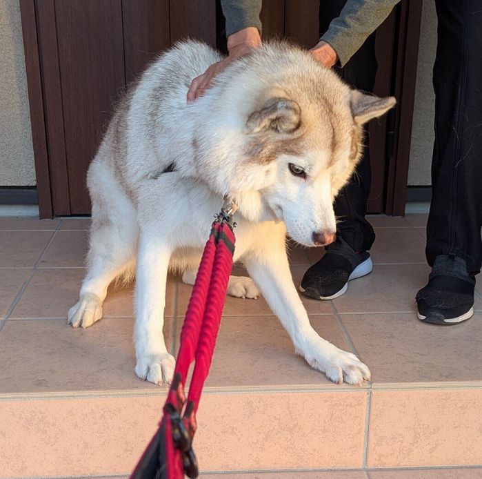 過去一番の全力拒否を見せるおもちちゃん
