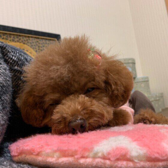 トイ・プードル ヒメちゃん