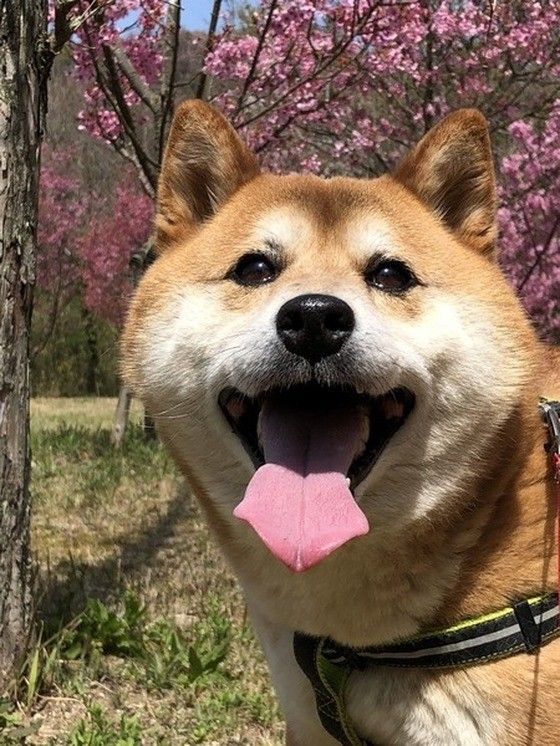 にっこり笑顔の柴犬