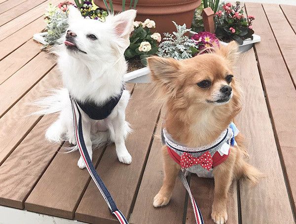 散歩するチワワ