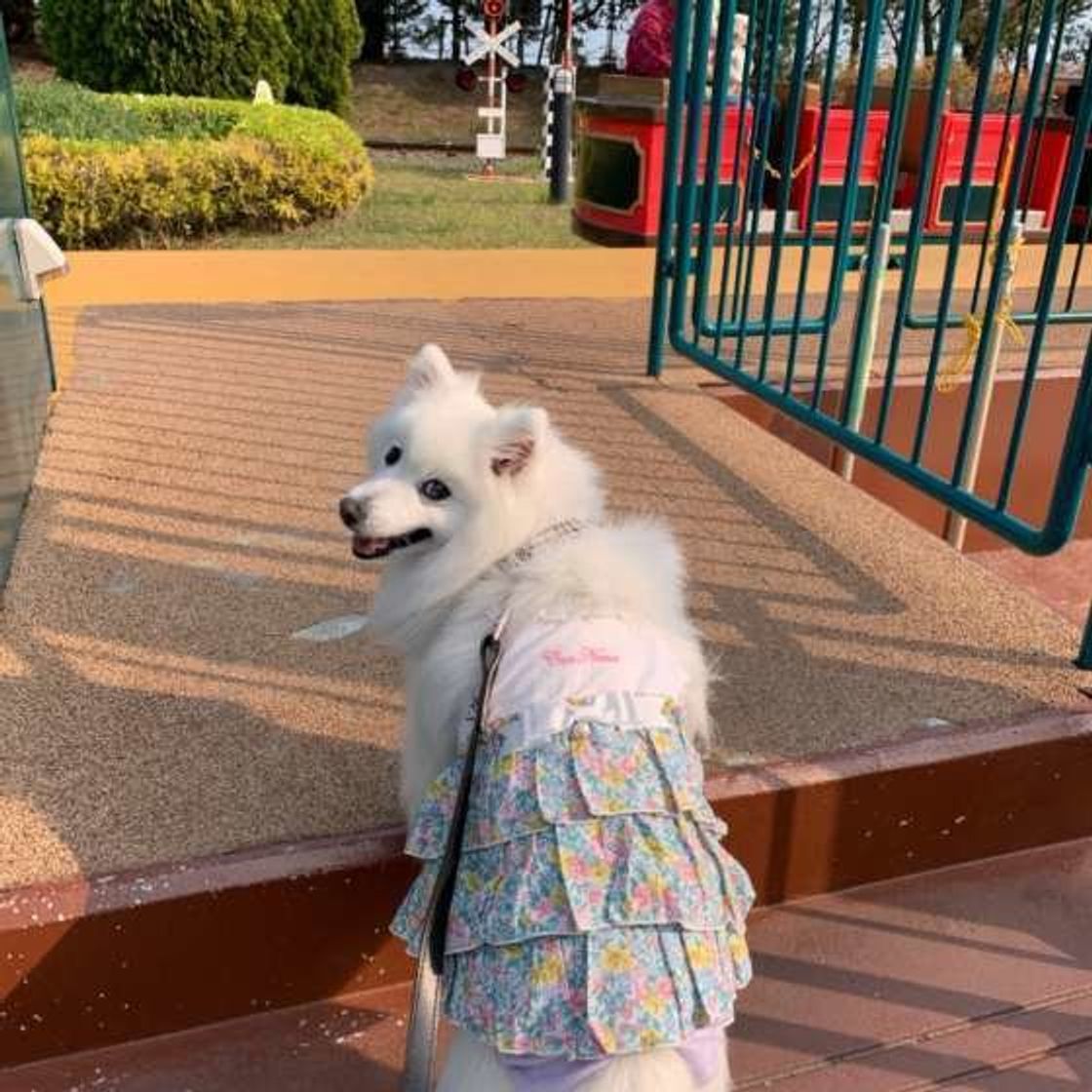 犬連れでも楽しめる お出かけスポット どんなところがあるの いぬのきもちweb Magazine 犬連れでも楽しめる お出かけスポット どんなところがあるの いぬのきもちweb Magazine