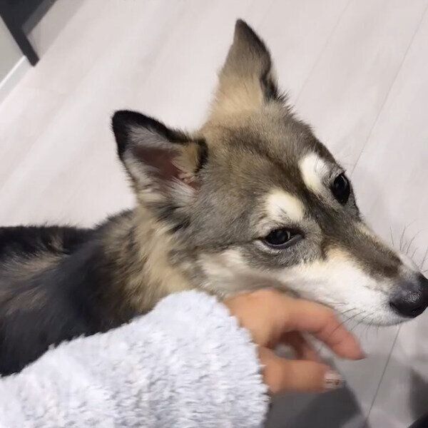 お迎え2日目のララちゃん。