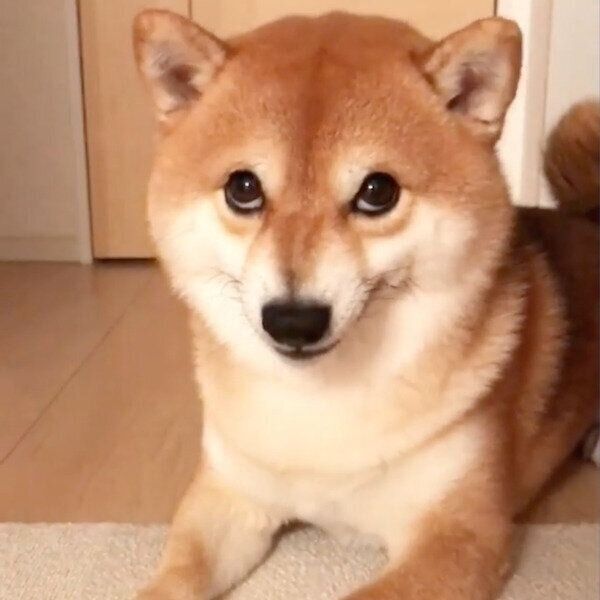 上目遣いでオコ顔になるMugiちゃん